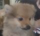 Pomeranian Puppies for sale in Plainview, TX 79072, USA. price: NA
