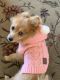 Pomeranian Puppies for sale in Green Valley Ranch, Henderson, NV, USA. price: NA