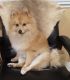 Pomeranian Puppies for sale in Campbell, CA, USA. price: NA