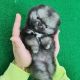 Pomeranian Puppies for sale in Birmingham, AL, USA. price: $500