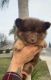 Pomeranian Puppies for sale in Dinuba, CA, USA. price: NA