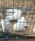 Pomeranian Puppies for sale in Jaipur, Rajasthan, India. price: 9000 INR