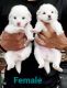 Pomeranian Puppies for sale in Agra, Uttar Pradesh, India. price: 5000 INR