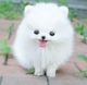 Pomeranian Puppies for sale in Ontario Mills Pkwy, Ontario, CA 91764, USA. price: NA