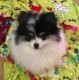 Pomeranian Puppies for sale in Kendallville, IN 46755, USA. price: NA