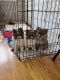 Pomeranian Puppies for sale in Shelton, CT 06484, USA. price: NA