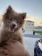 Pomeranian Puppies for sale in Riverview, FL, USA. price: $1,850