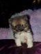 Pomeranian Puppies for sale in Cleveland, OH 44113, USA. price: $1,300