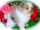 Pomeranian Puppies for sale in Hammond, IN, USA. price: $1,200