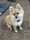 Pomeranian Puppies for sale in Thornton, CO, USA. price: $1,900