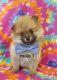 Pomeranian Puppies for sale in Stevensville, MI 49127, USA. price: $675