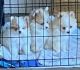 Pomeranian Puppies for sale in Denver, CO, USA. price: $2,000