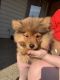 Pomeranian Puppies for sale in New Albany, IN 47150, USA. price: NA