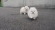 Pomeranian Puppies for sale in Ohio City, Cleveland, OH, USA. price: NA