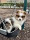 Pomeranian Puppies for sale in McLean, VA, USA. price: $1,750