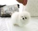 Pomeranian Puppies for sale in Somerville, MA, USA. price: NA