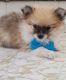 Pomeranian Puppies for sale in Indianapolis, IN, USA. price: $965