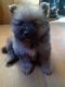 Pomeranian Puppies for sale in Aragon, GA, USA. price: NA