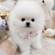 Pomeranian Puppies for sale in Manhattan, New York, NY, USA. price: $700