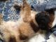 Pomeranian Puppies for sale in Lynnwood, WA, USA. price: NA