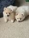 Pomeranian Puppies for sale in Spartanburg, SC, USA. price: $800