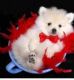 Pomeranian Puppies for sale in Greenville, SC, USA. price: NA