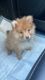 Pomeranian Puppies for sale in Irvine, CA, USA. price: NA