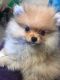 Pomeranian Puppies for sale in Avon Park, FL 33825, USA. price: $3,000
