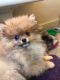Pomeranian Puppies for sale in Avon Park, FL 33825, USA. price: $3,000