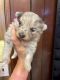 Pomeranian Puppies for sale in Avon Park, FL 33825, USA. price: $3,600