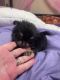 Pomeranian Puppies for sale in Avon Park, FL 33825, USA. price: $1,400