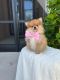 Pomeranian Puppies for sale in 505 NE 25th Terrace, Cape Coral, FL 33909, USA. price: $2,000