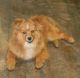Pomeranian Puppies for sale in Manchester, KY 40962, USA. price: $600