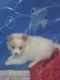Pomeranian Puppies for sale in Remus, MI 49340, USA. price: $900