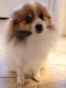 Pomeranian Puppies for sale in 1710 N Compton St, Post Falls, ID 83854, USA. price: $200