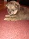 Pomeranian Puppies for sale in Leland, NC, USA. price: NA