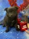 Pomeranian Puppies for sale in Indianapolis, IN, USA. price: $700