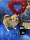 Pomeranian Puppies for sale in Indianapolis, IN, USA. price: $750