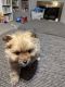 Pomeranian Puppies for sale in Pigeon, MI 48755, USA. price: $800