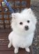 Pomeranian Puppies for sale in Burtonsville, MD, USA. price: NA