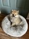 Pomeranian Puppies for sale in Mt Morris, PA 15349, USA. price: $2,500