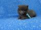 Pomeranian Puppies for sale in Whittier, CA, USA. price: $999