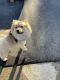 Pomeranian Puppies for sale in Cypress, CA, USA. price: NA