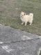 Pomeranian Puppies for sale in Valrico, FL, USA. price: $1,500