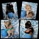 Pomeranian Puppies for sale in Gallatin Pike, Gallatin, TN 37066, USA. price: $800