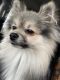 Pomeranian Puppies for sale in Toledo, OH, USA. price: $1,000