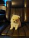 Pomeranian Puppies for sale in Pensacola, FL, USA. price: $1,000
