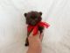Pomeranian Puppies for sale in Whittier, CA, USA. price: $799