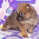 Pomeranian Puppies for sale in Herndon, VA 20170, USA. price: $1,500