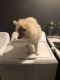 Pomeranian Puppies for sale in Poughkeepsie, NY 12601, USA. price: $1,000